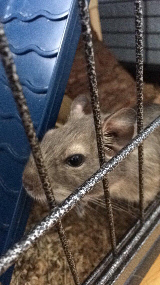 Degu Lotus (Himmelgnaver). <3 billede 1