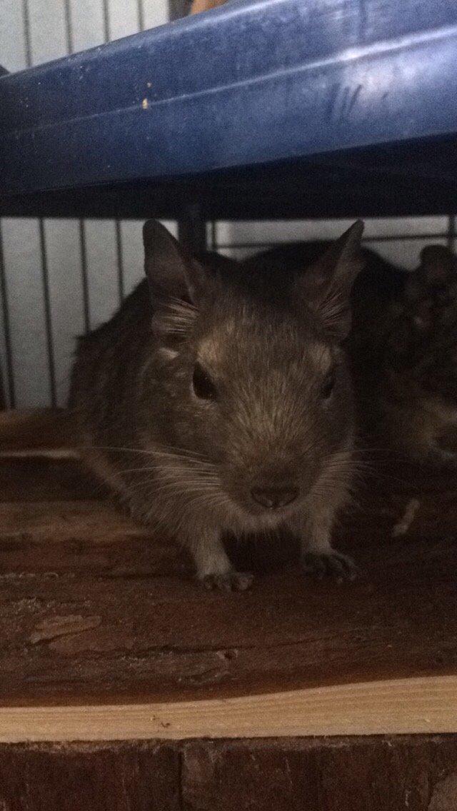 Degu Lotus (Himmelgnaver). <3 billede 3