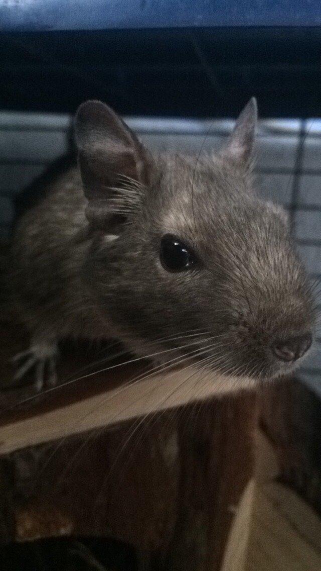Degu Lotus (Himmelgnaver). <3 billede 4