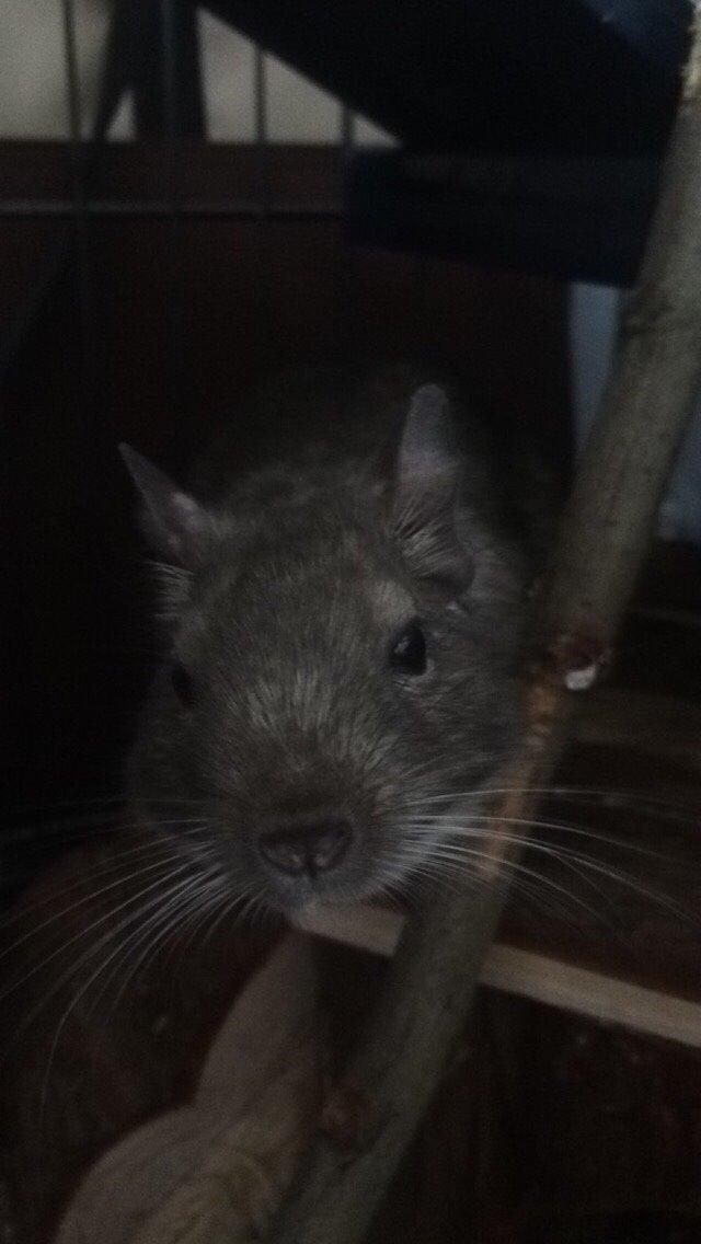 Degu Lotus (Himmelgnaver). <3 billede 5