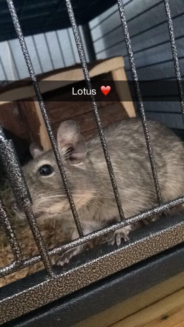 Degu Lotus (Himmelgnaver). <3 billede 6