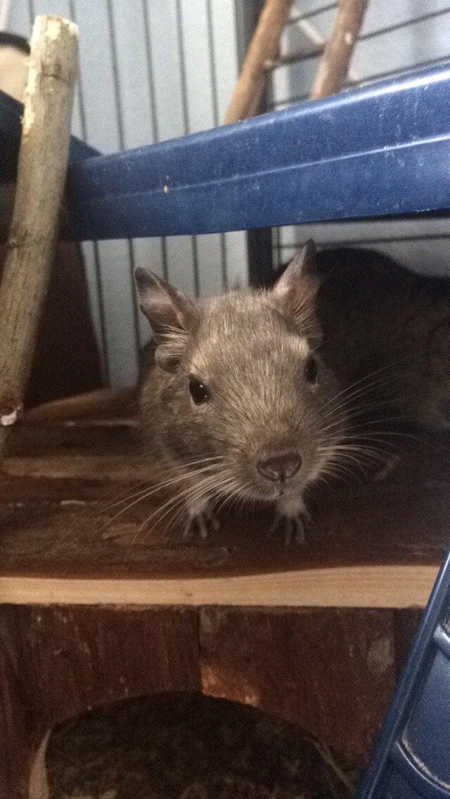 Degu Lotus (Himmelgnaver). <3 billede 7