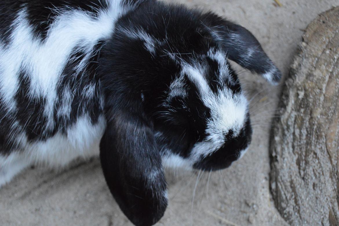 Kanin Dværgkanin Sweety [Min Bamse] billede 6