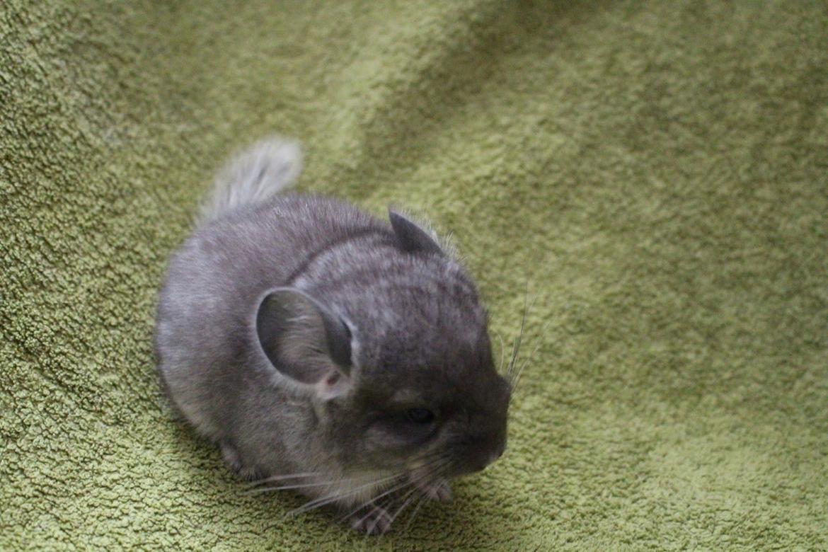 Chinchilla Furrytails' Elvira billede 7