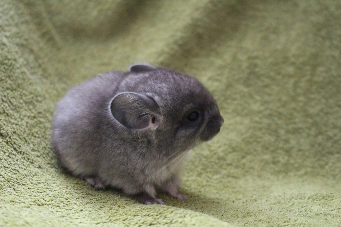 Chinchilla Furrytails' Elvira billede 6