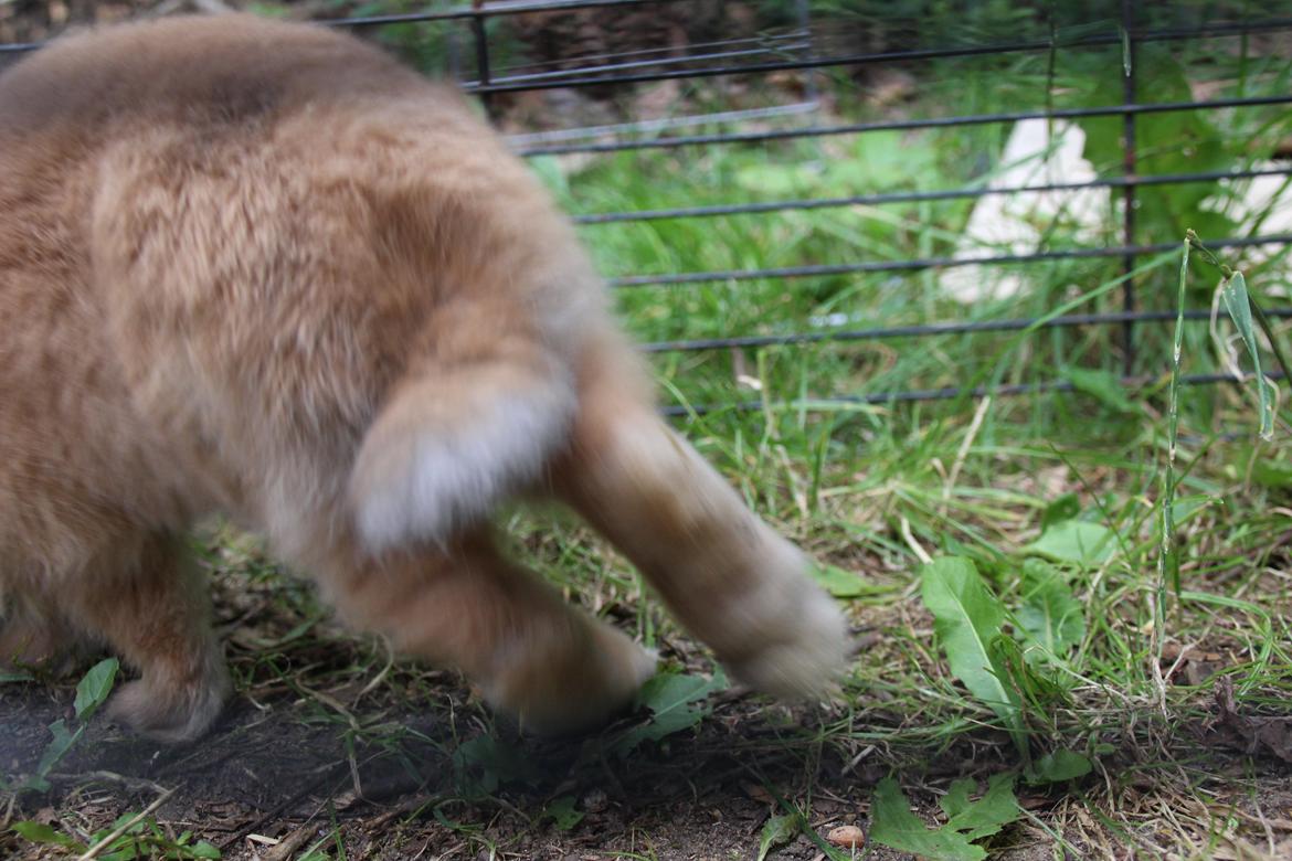 Kanin Oceans Punta Uva af Sofiagården billede 3