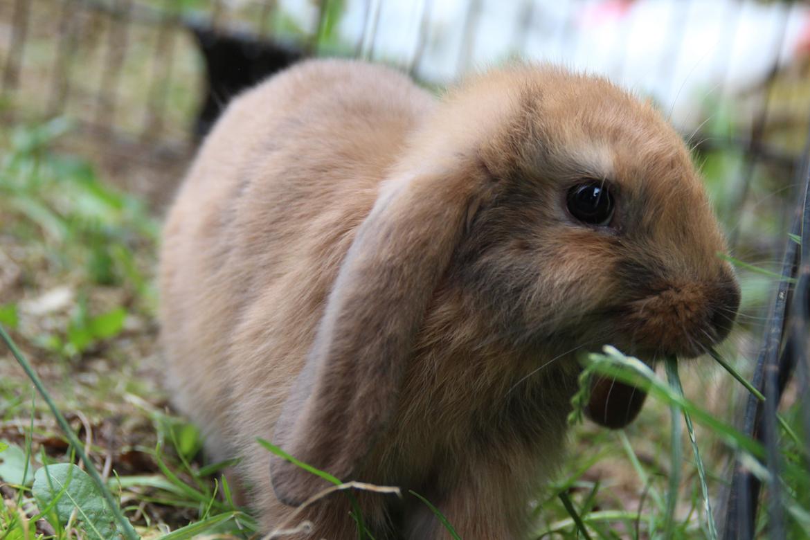 Kanin Oceans Punta Uva af Sofiagården billede 5