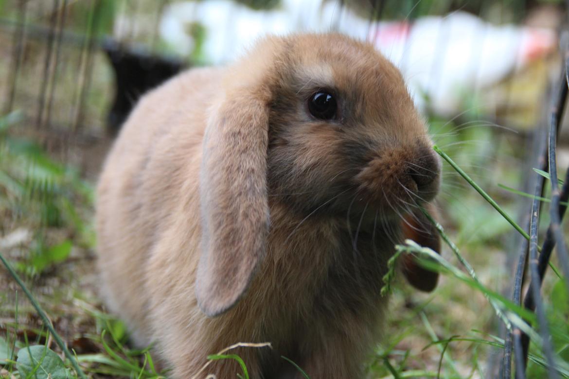 Kanin Oceans Punta Uva af Sofiagården billede 6