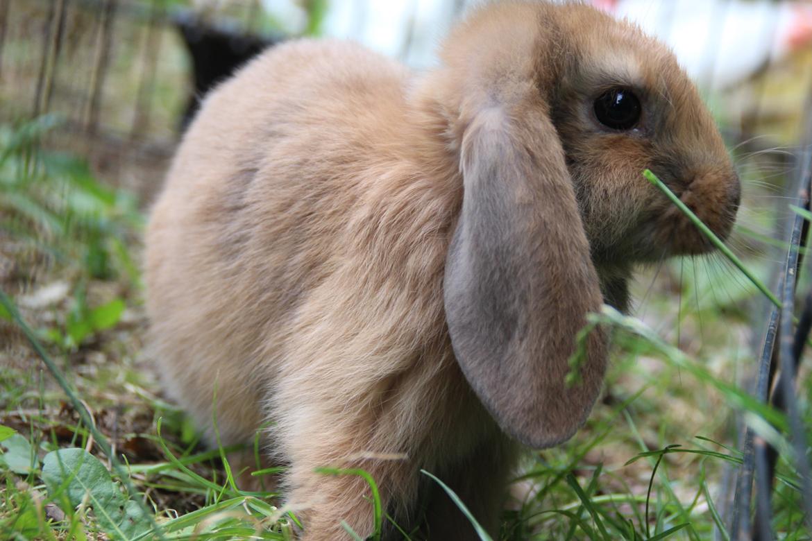 Kanin Oceans Punta Uva af Sofiagården billede 7