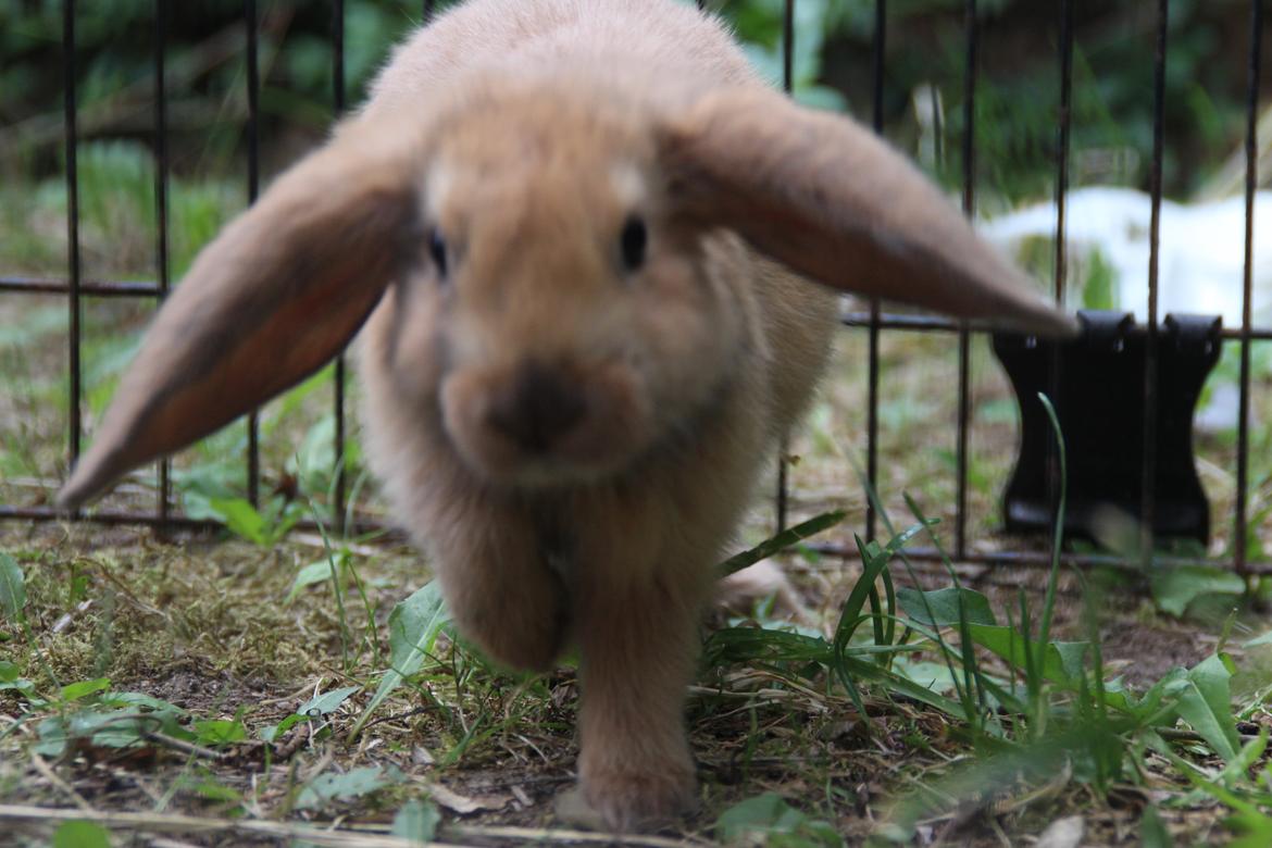 Kanin Oceans Punta Uva af Sofiagården billede 4
