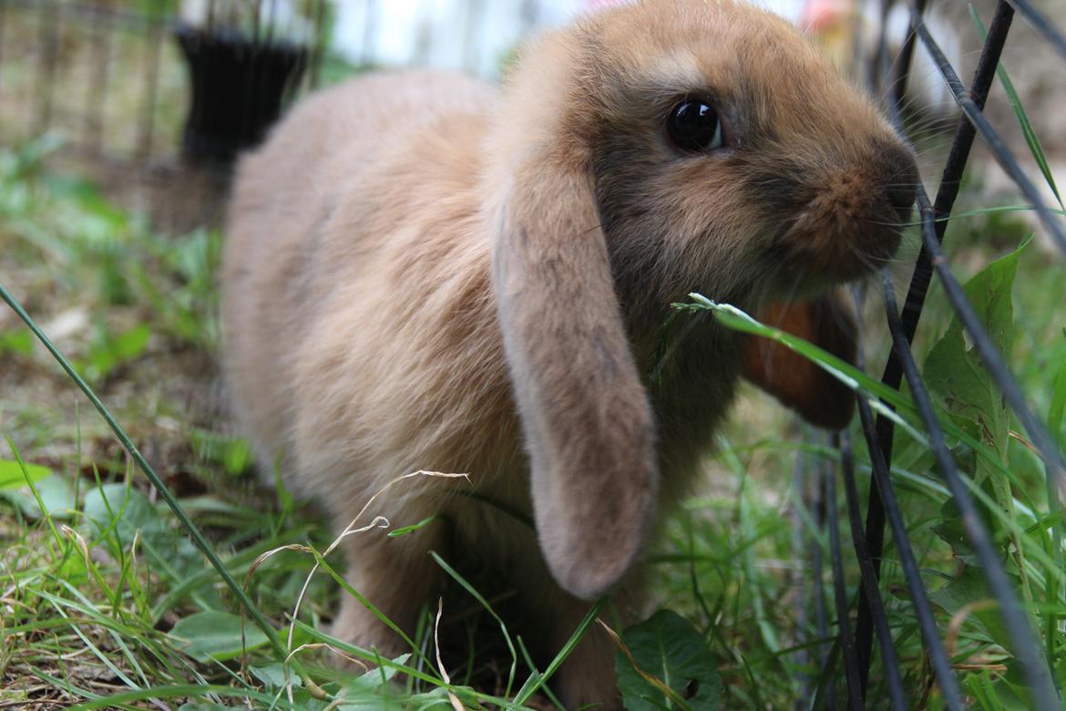 Kanin Oceans Punta Uva af Sofiagården billede 2
