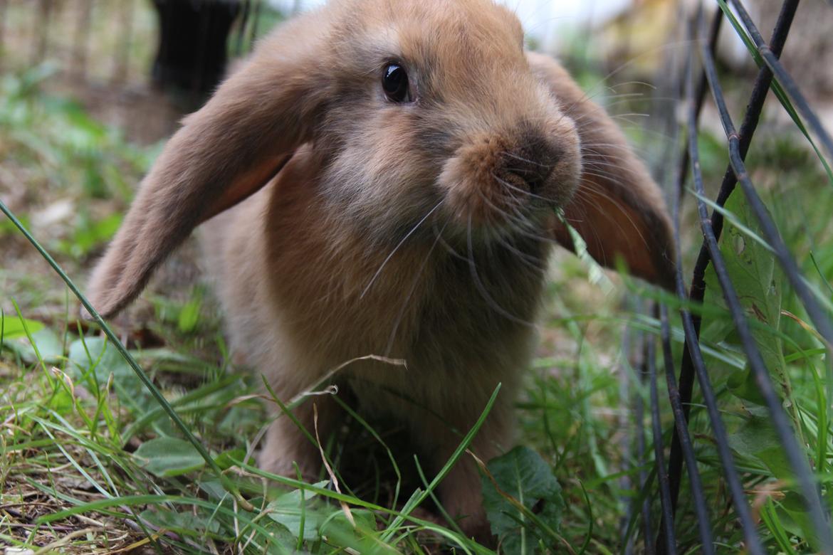 Kanin Oceans Punta Uva af Sofiagården billede 9