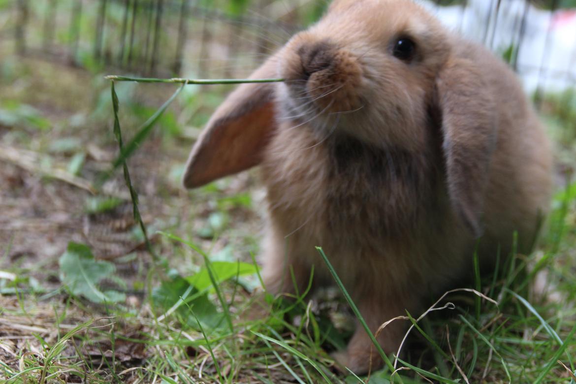 Kanin Oceans Punta Uva af Sofiagården billede 10
