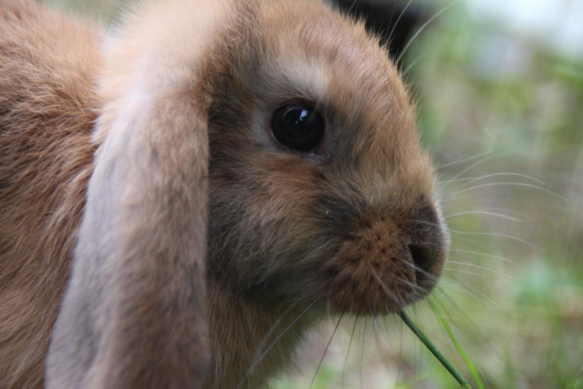 Kanin Oceans Punta Uva af Sofiagården billede 11