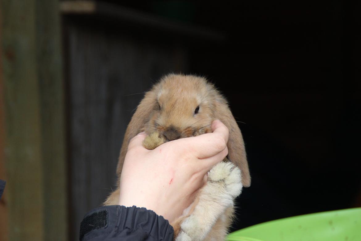 Kanin Oceans Punta Uva af Sofiagården billede 1