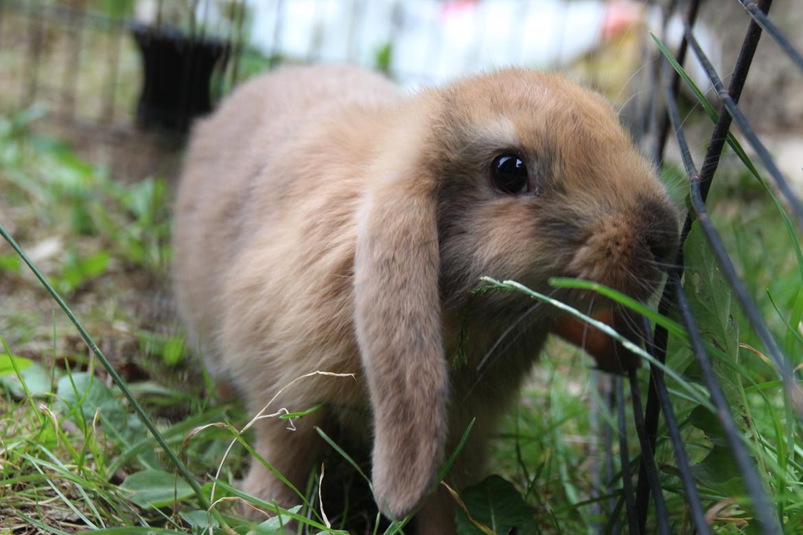 Kanin Oceans Punta Uva af Sofiagården billede 8