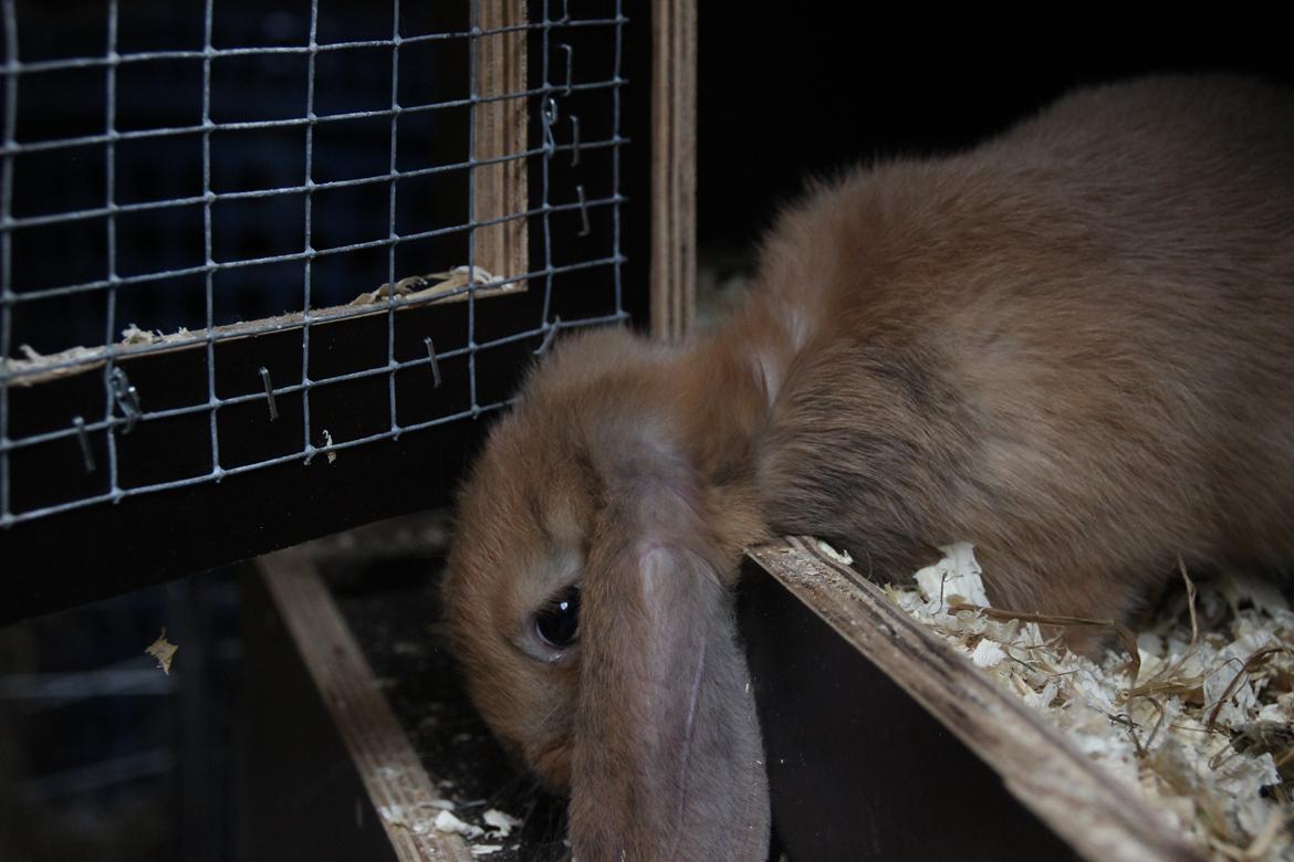 Kanin Oceans Punta Uva af Sofiagården billede 13