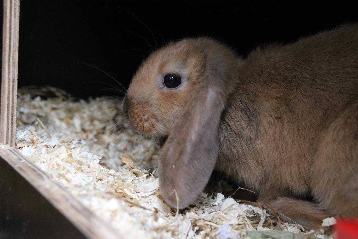 Kanin Oceans Punta Uva af Sofiagården billede 14