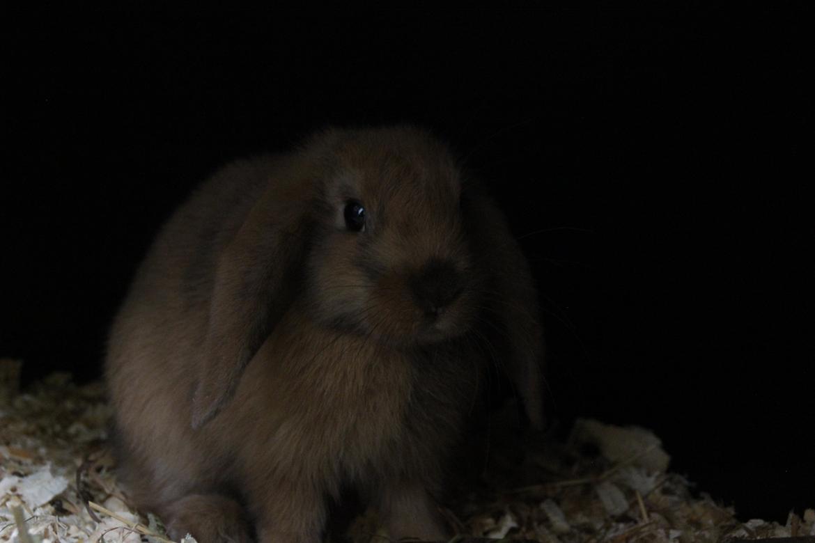 Kanin Oceans Punta Uva af Sofiagården billede 15