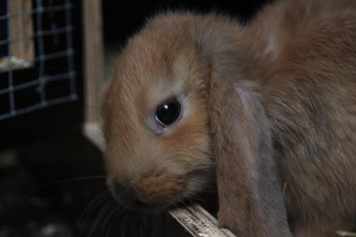 Kanin Oceans Punta Uva af Sofiagården billede 12