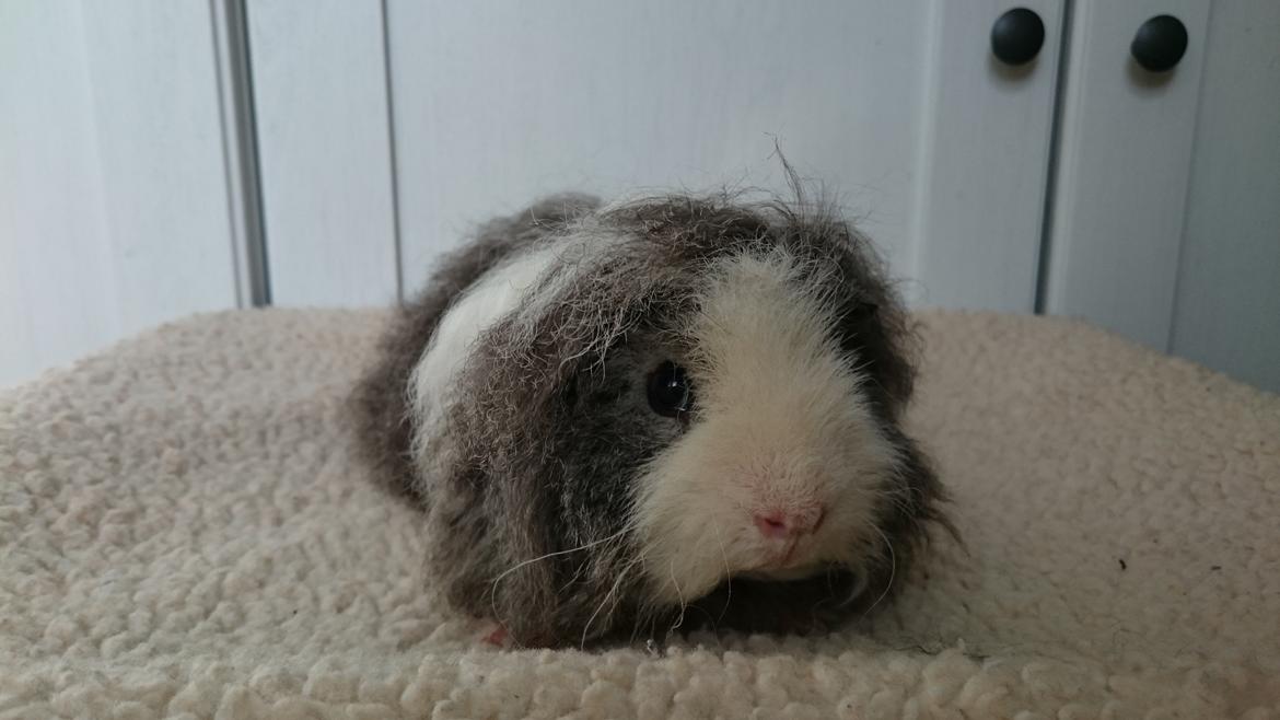 Marsvin Alpaca -  Twinkys Jar Jar Binks  billede 1