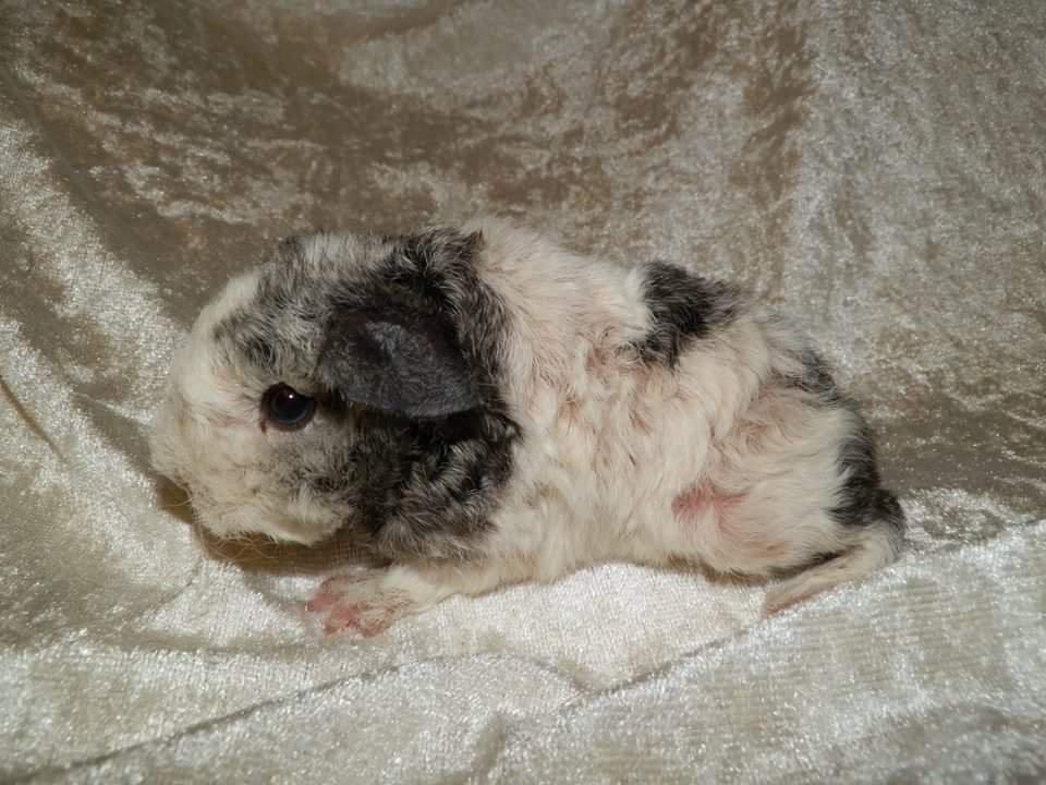 Marsvin Alpaca -  Twinkys Jar Jar Binks  billede 10