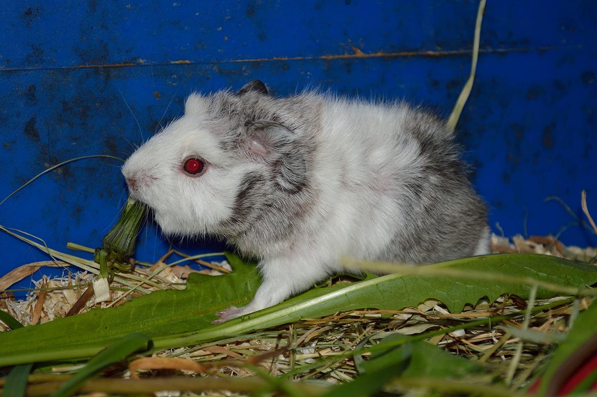 Marsvin Mew billede 38