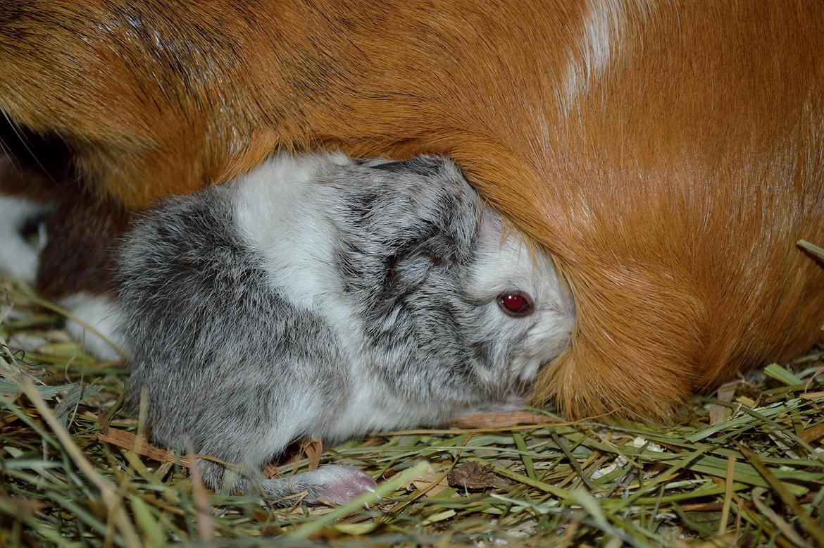 Marsvin Mew billede 39