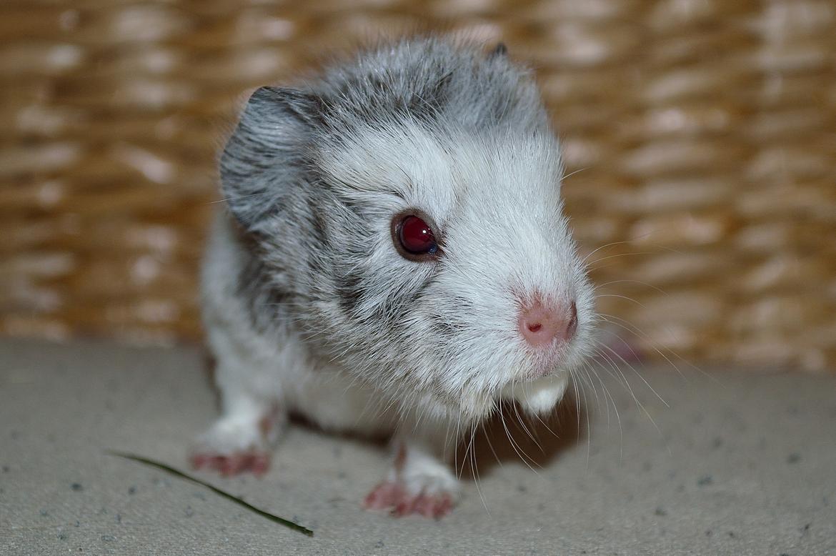 Marsvin Mew billede 33