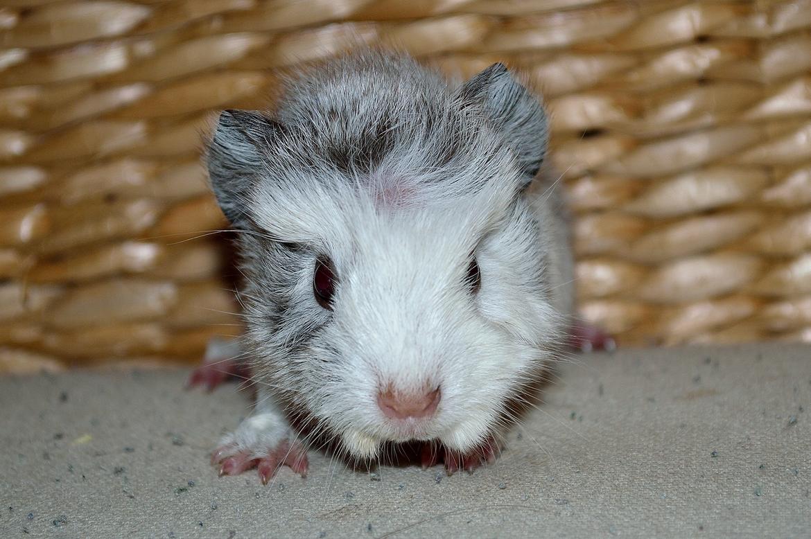 Marsvin Mew billede 32