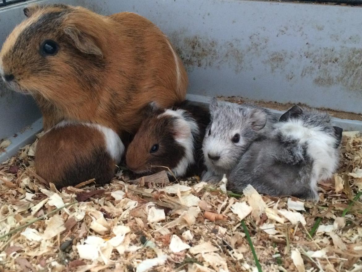 Marsvin Mew billede 42