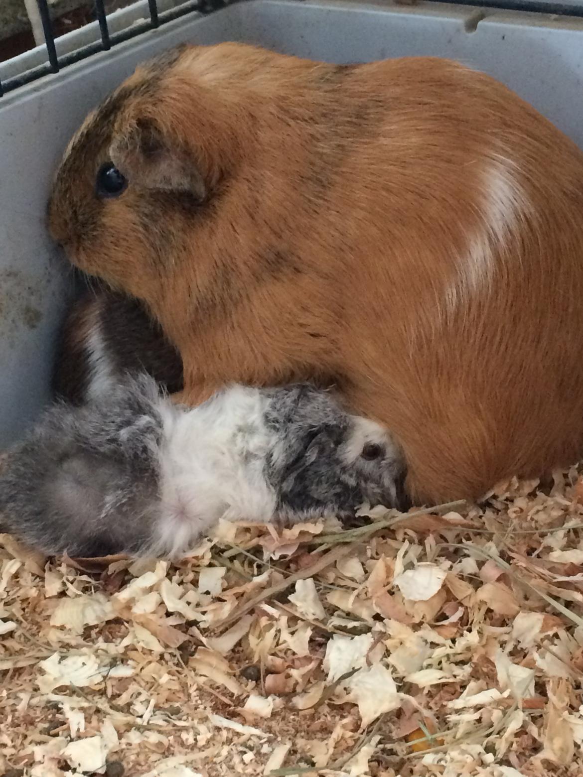 Marsvin Mew billede 41