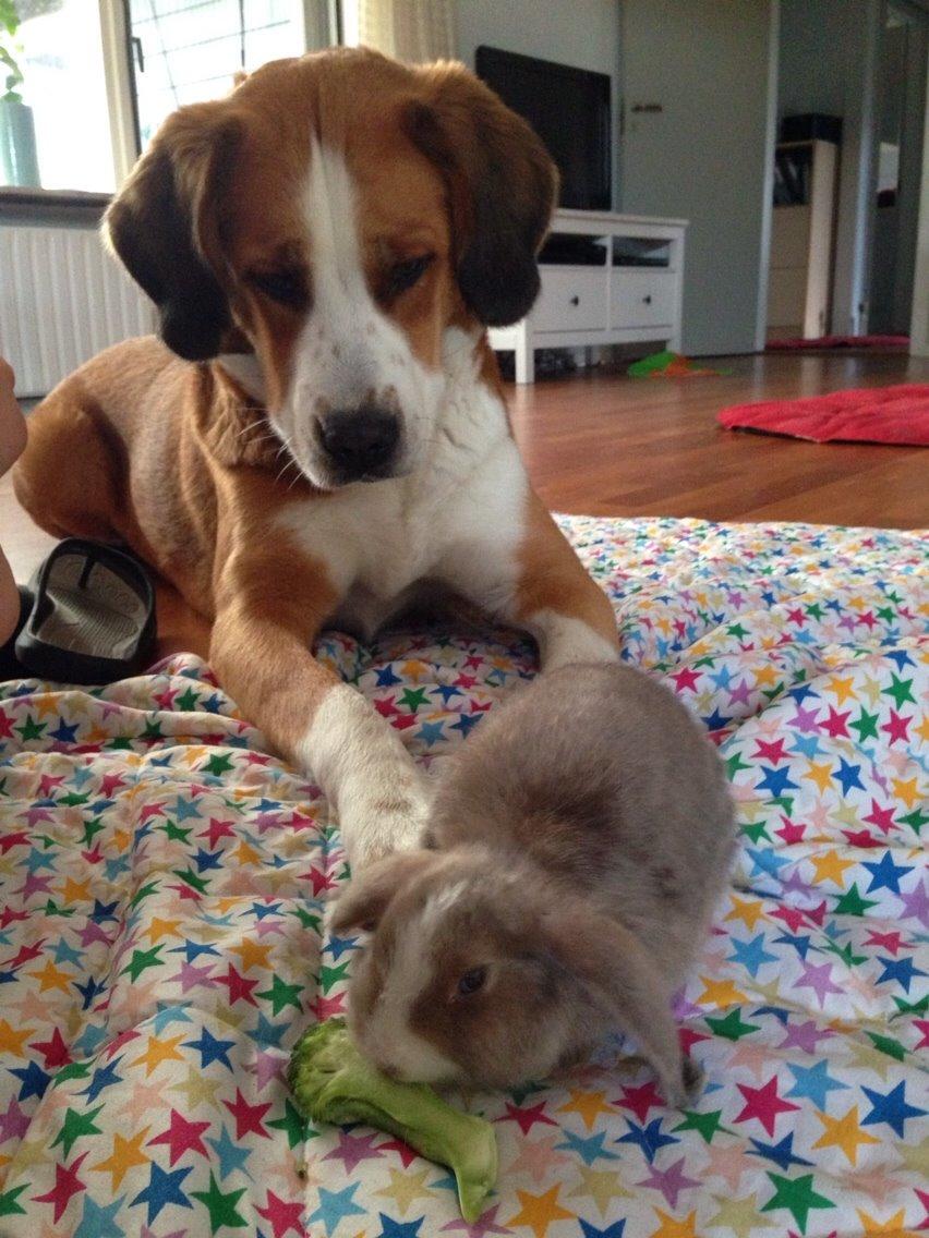 Kanin Luca *R.I.P*<3 billede 10