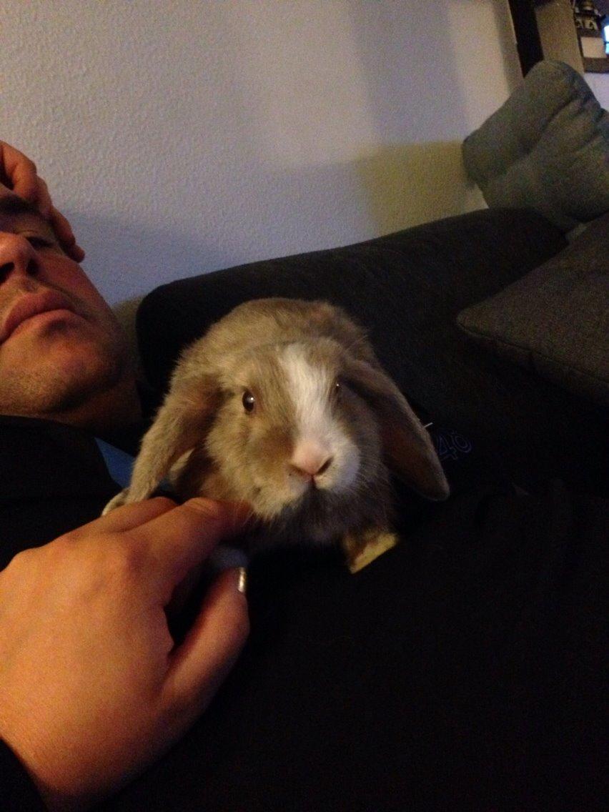 Kanin Luca *R.I.P*<3 billede 11