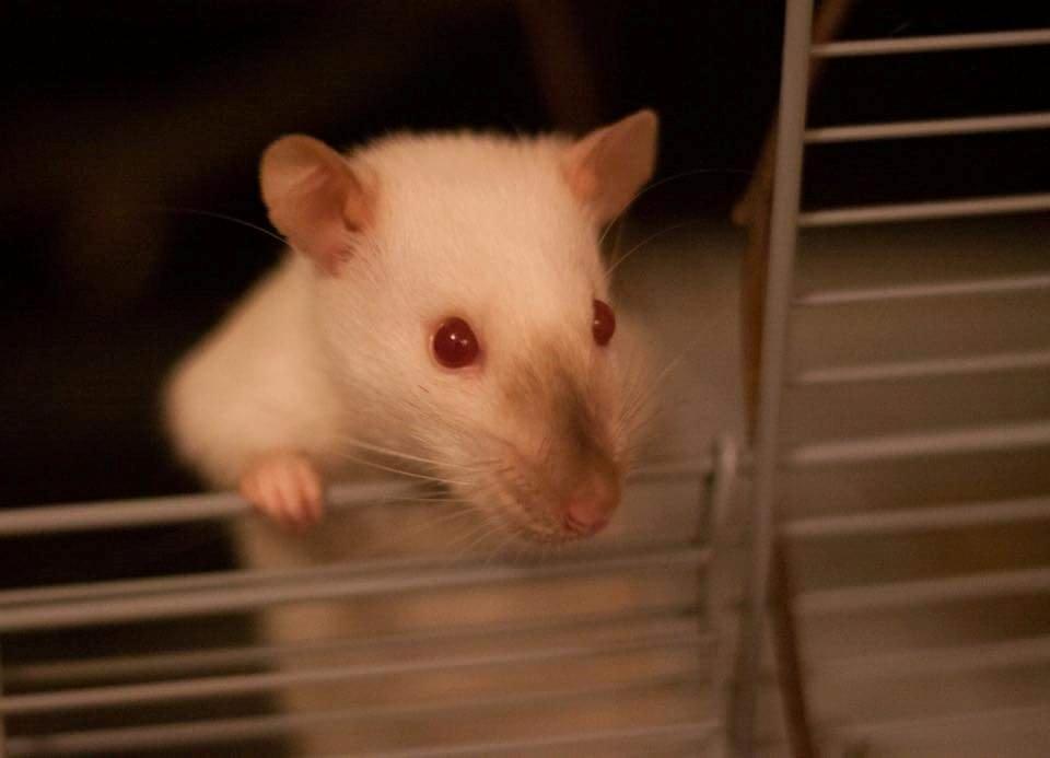 Tamrotte Emmie  billede 1
