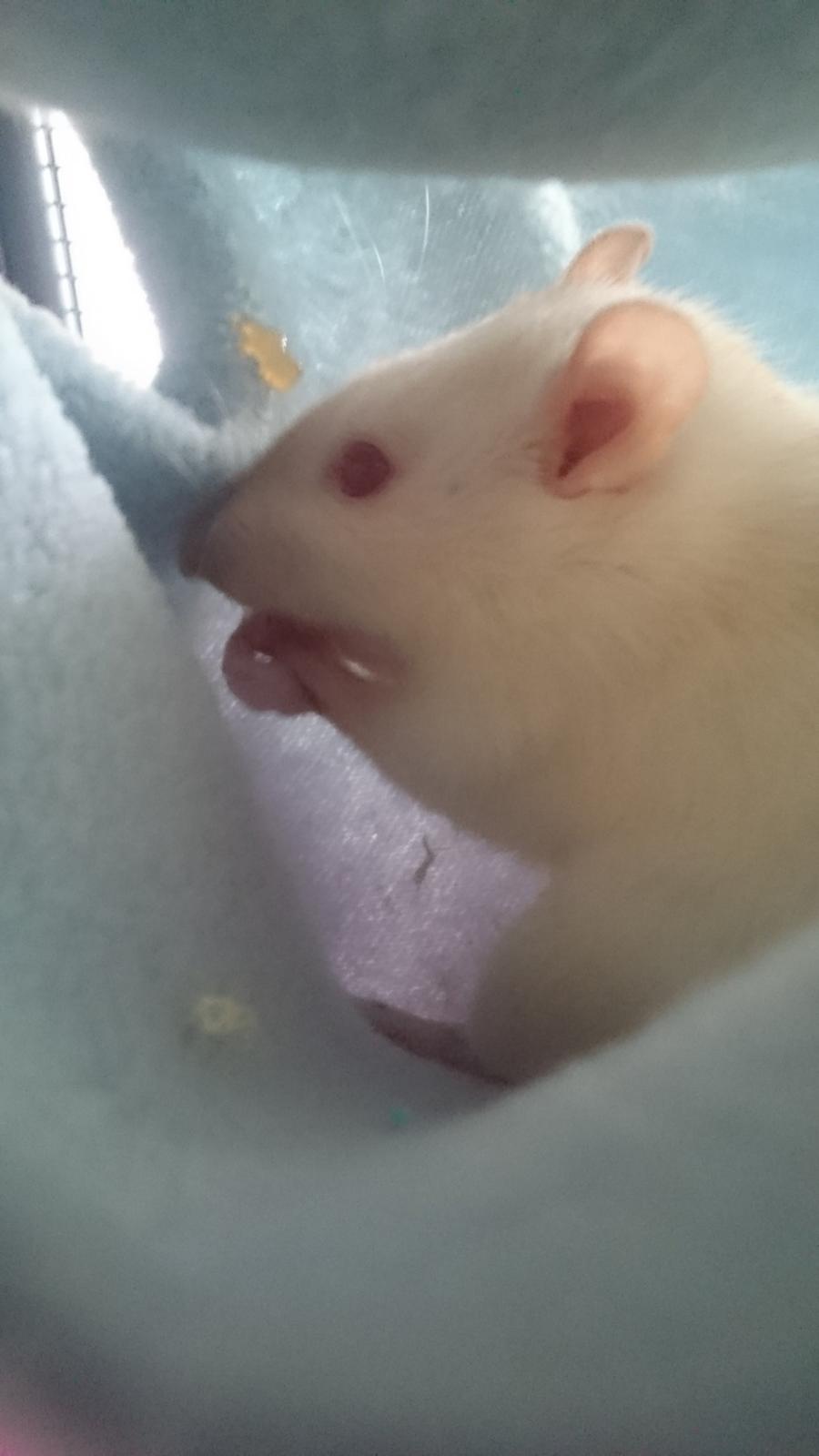 Tamrotte Emmie  billede 9