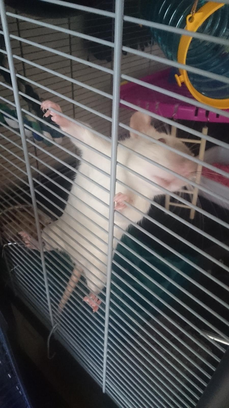 Tamrotte Emmie  billede 8