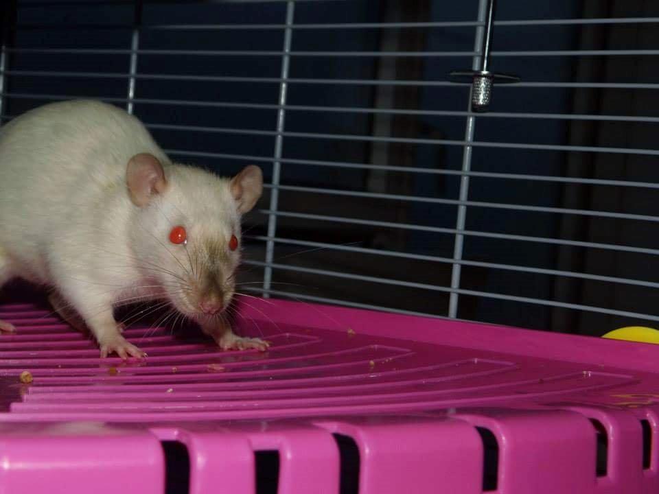 Tamrotte Emmie  billede 3