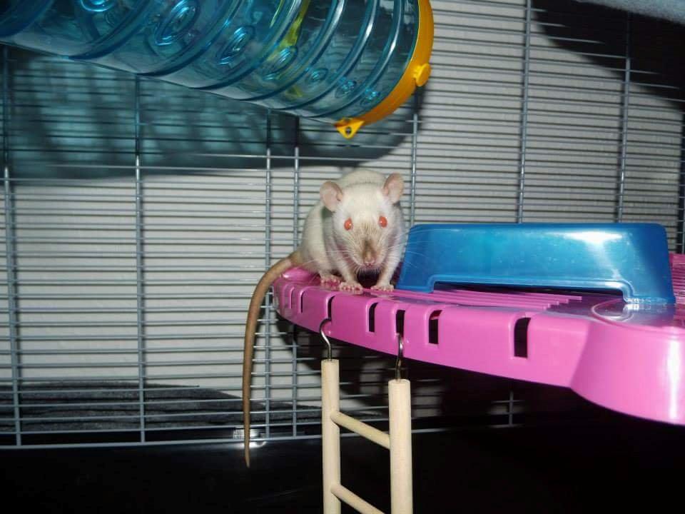 Tamrotte Emmie  billede 2
