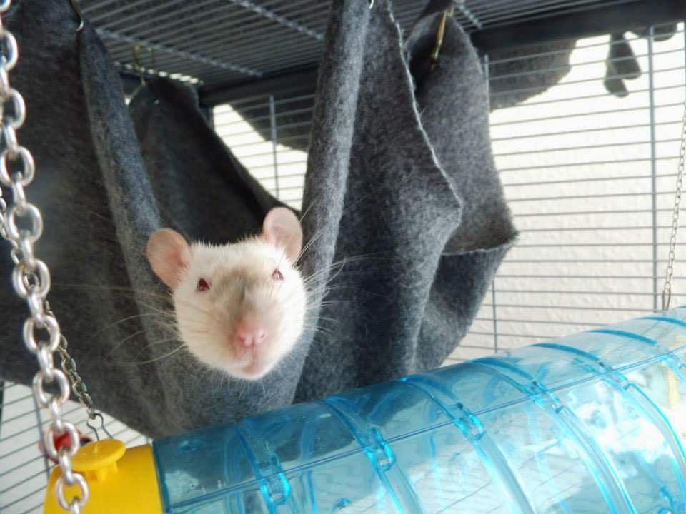 Tamrotte Emmie  billede 4