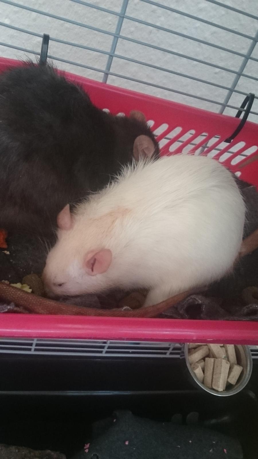 Tamrotte Emmie  billede 14