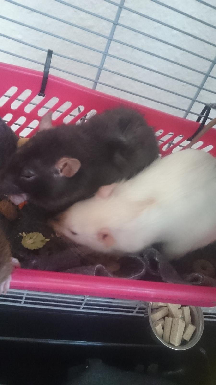 Tamrotte Emmie  billede 15