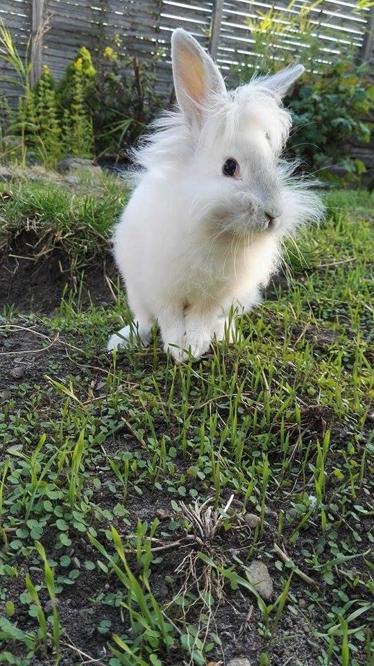 Kanin Sunshine billede 8
