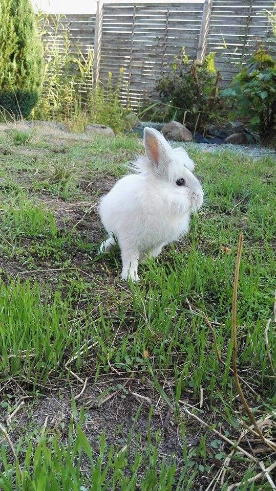 Kanin Sunshine billede 9