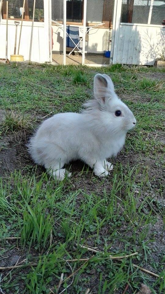 Kanin Sunshine billede 10