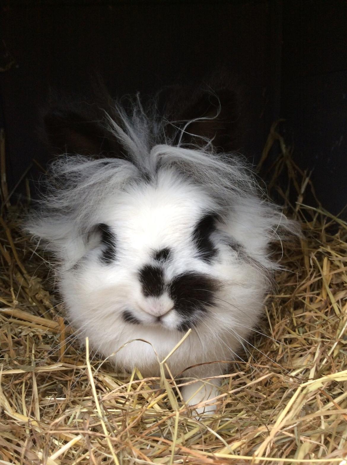 Kanin Snowie billede 2