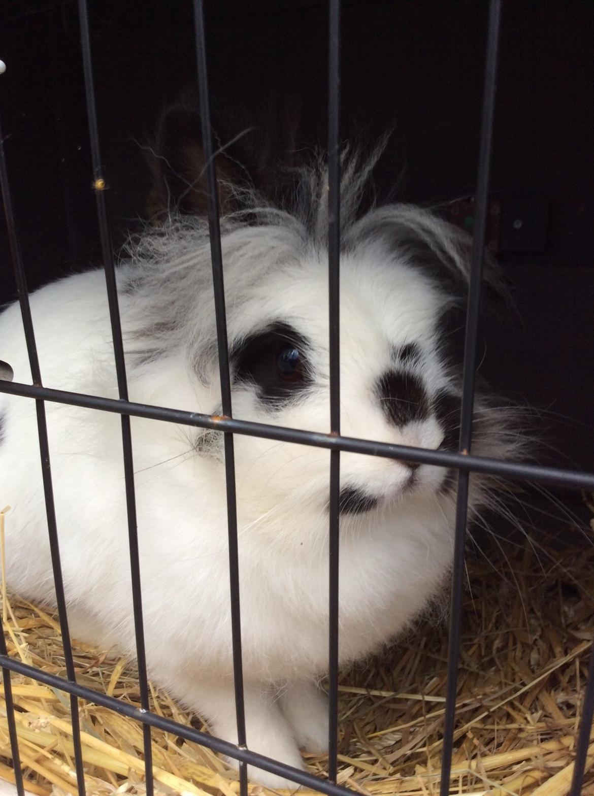 Kanin Snowie billede 1