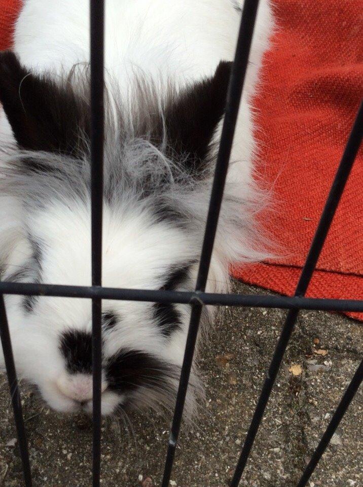 Kanin Snowie billede 4