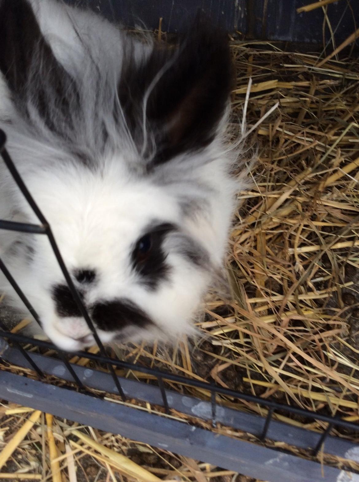 Kanin Snowie billede 5