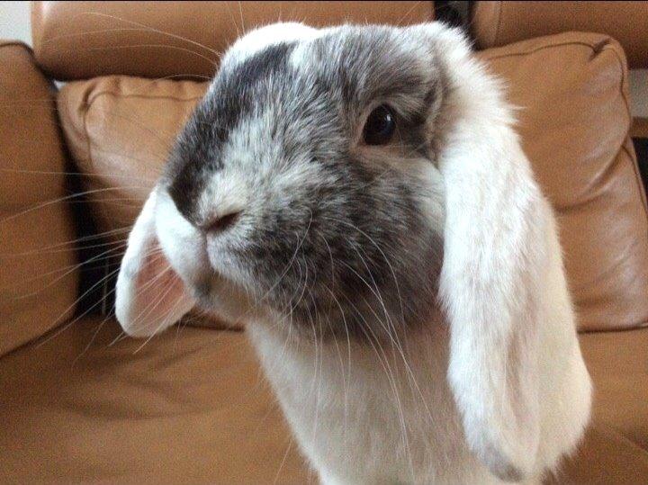 Kanin Chartie's Neuschwanstein Agent 007 - velkommen billede 2